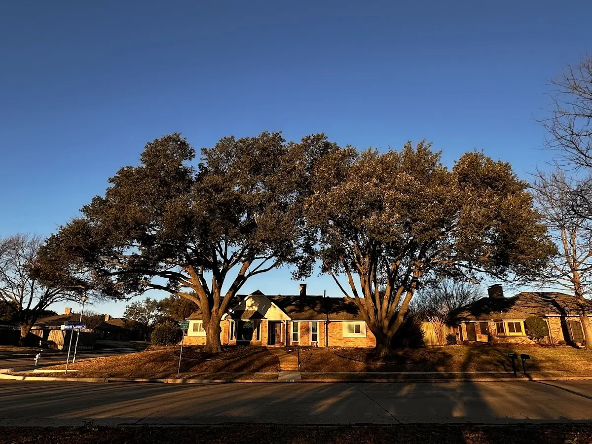 Established residential canopy tree shading a home in Spring Run